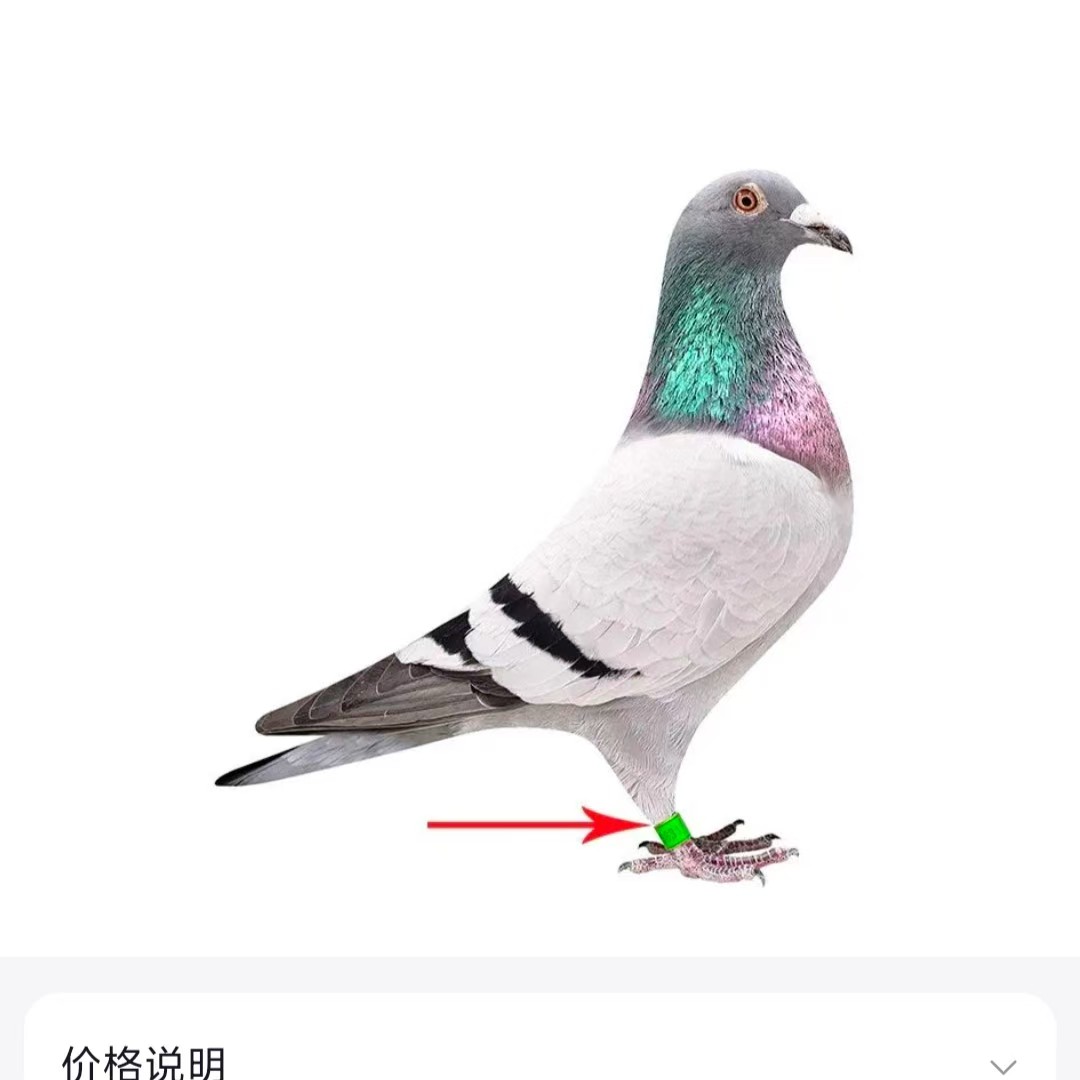 信鸽种鸽公棚成绩鸽