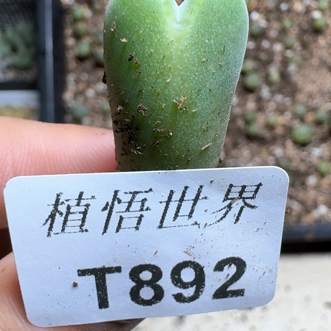 892号多肉植物哇c gb
