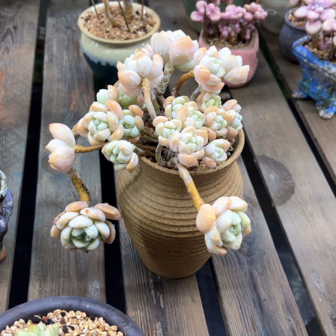 露凝香18 零零多肉植物