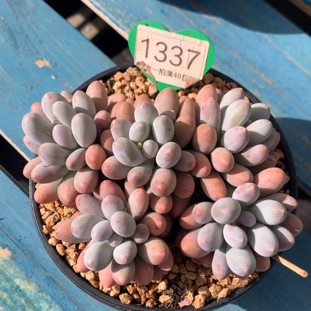 大叶汤圆开播福利1337