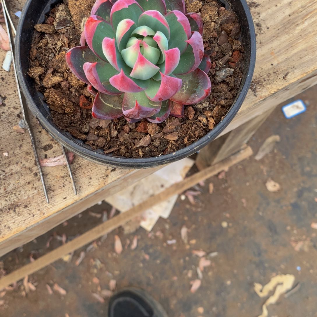 惊鸿仙子多肉植物