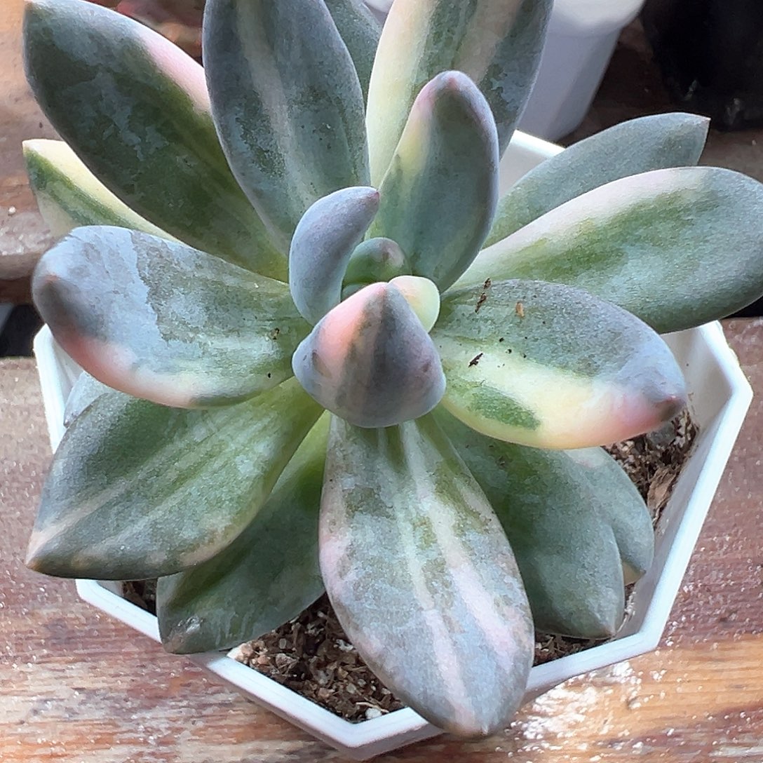 紫丽殿锦 小方花圃一物一拍