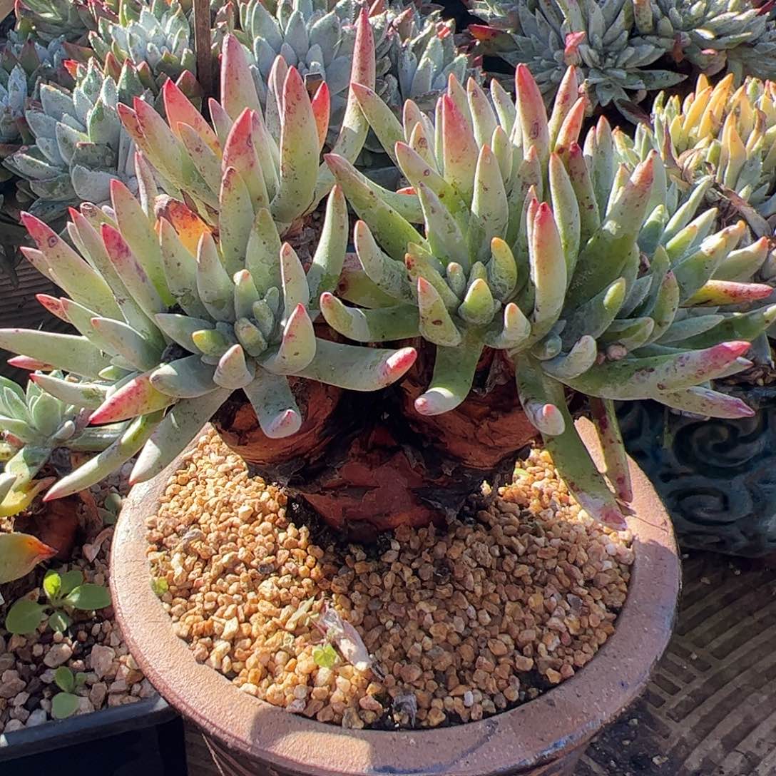 1687海瑟仙女杯多肉