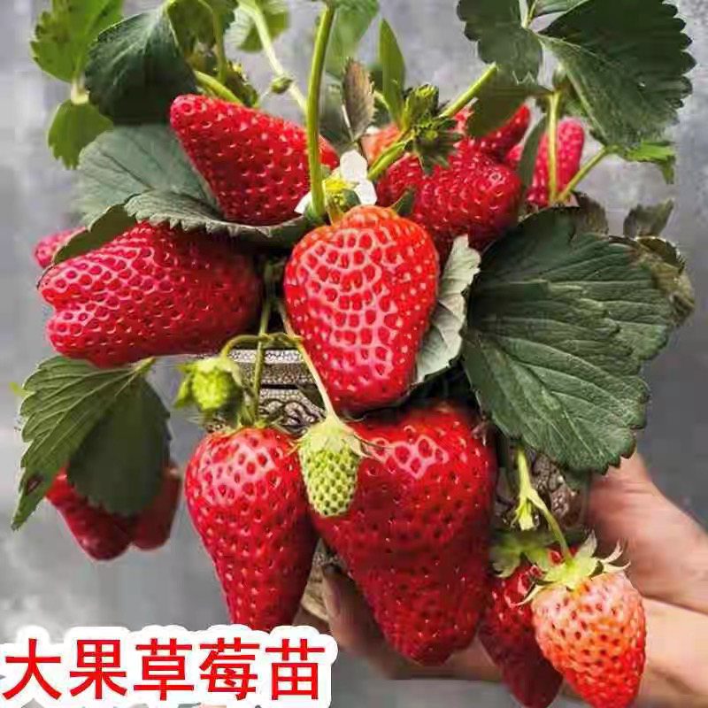奶油粉色隋株苗适合室内阳台种植