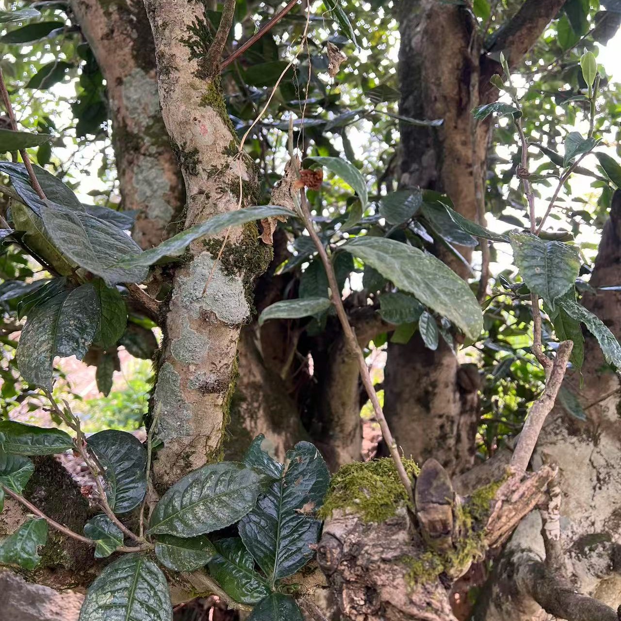 老昔歸普洱茶生茶坨茶200克