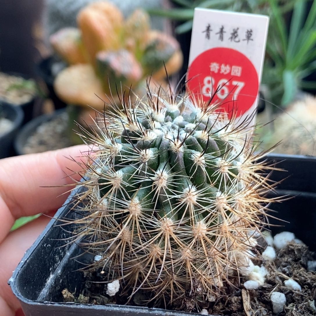 实生狂刺混乱玉黑翁玉3.9cm