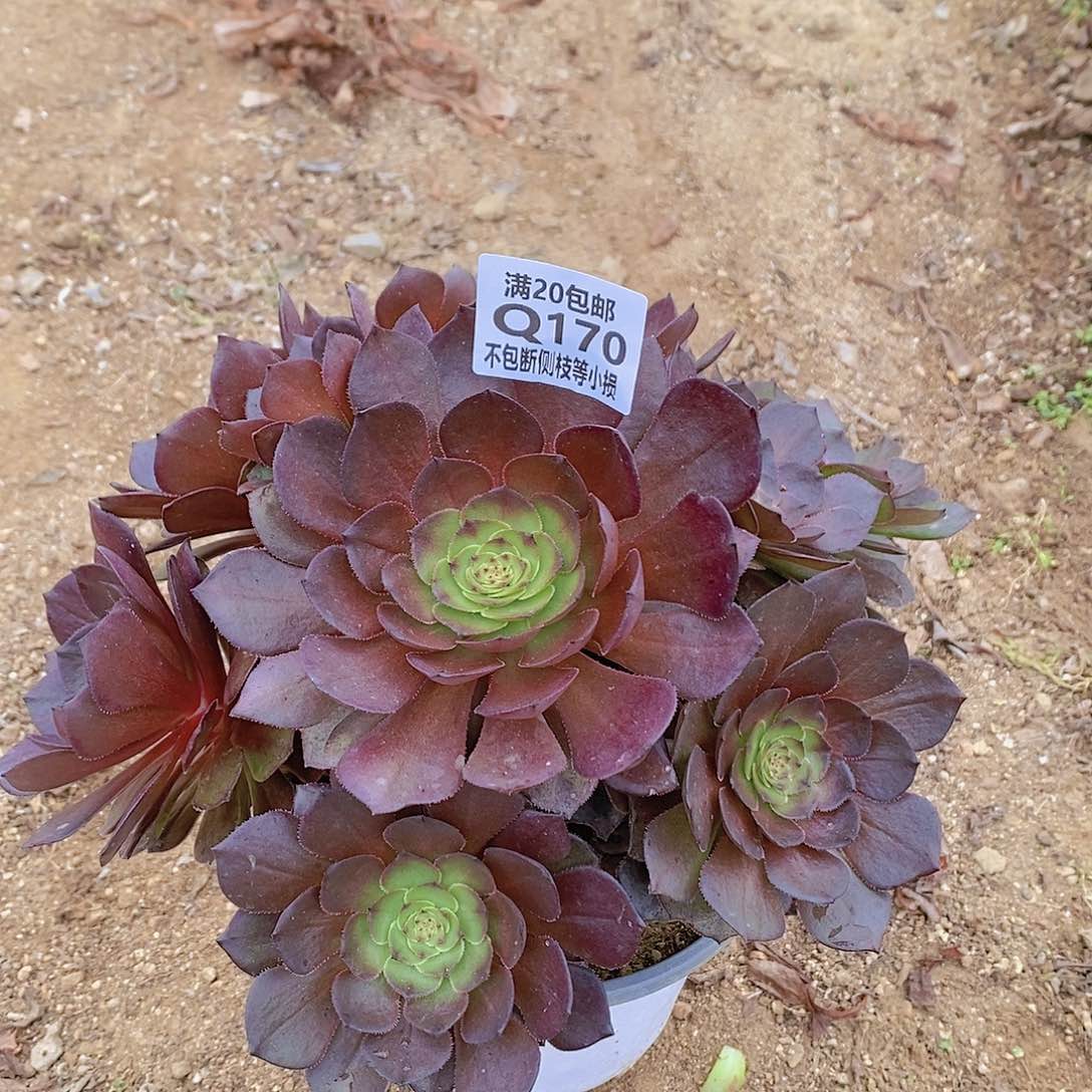 170桃花石多肉法师锦