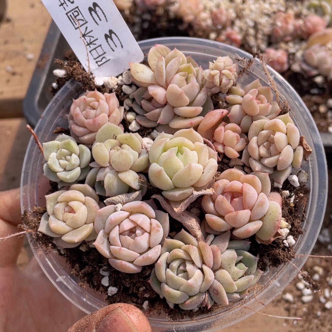 多肉植物多肉植物330