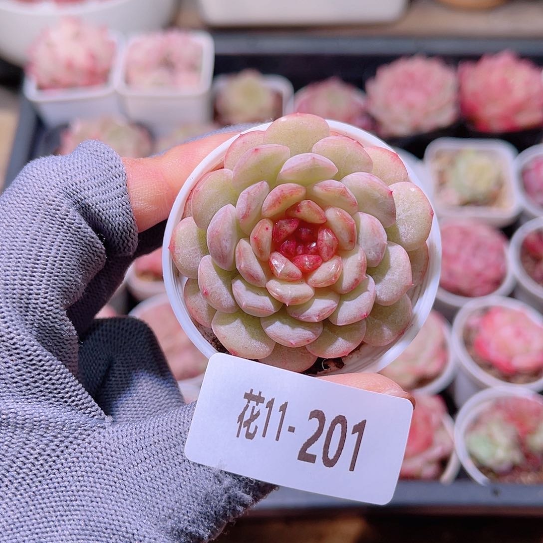 花11-201新品单头