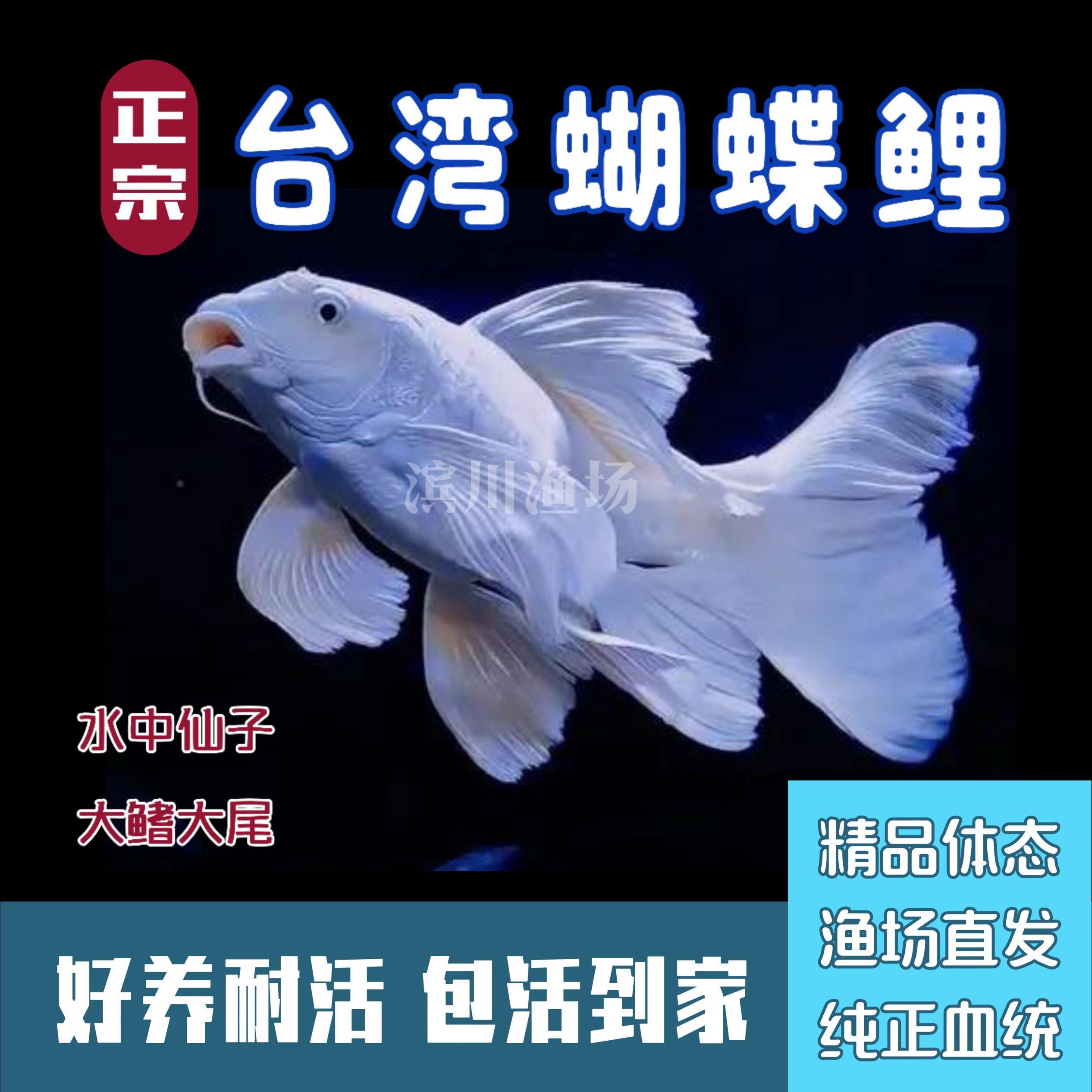 观赏鱼一物一拍专用链接