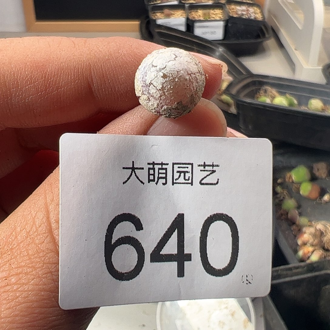 00000640量拍灯泡13颗尺寸不低于1.0