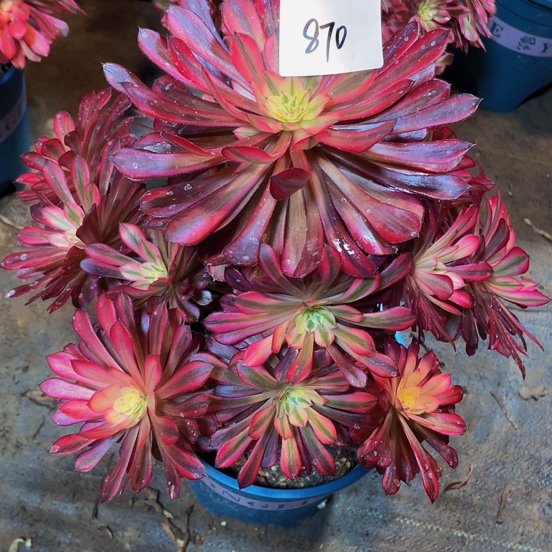 多肉法师870号黑桐柏发货不包损