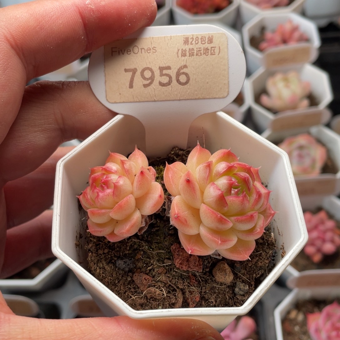 女王7956-6.0厘米