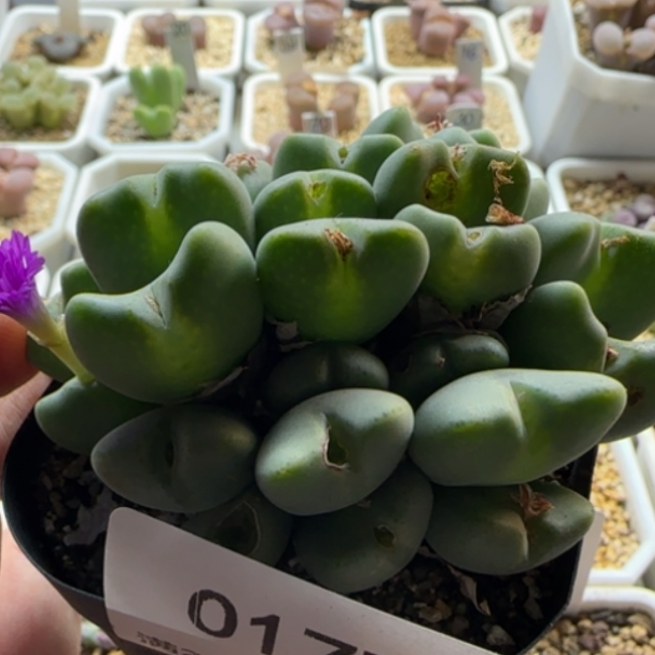 【闪购商品】0177紫花将福利28包邮非偏远