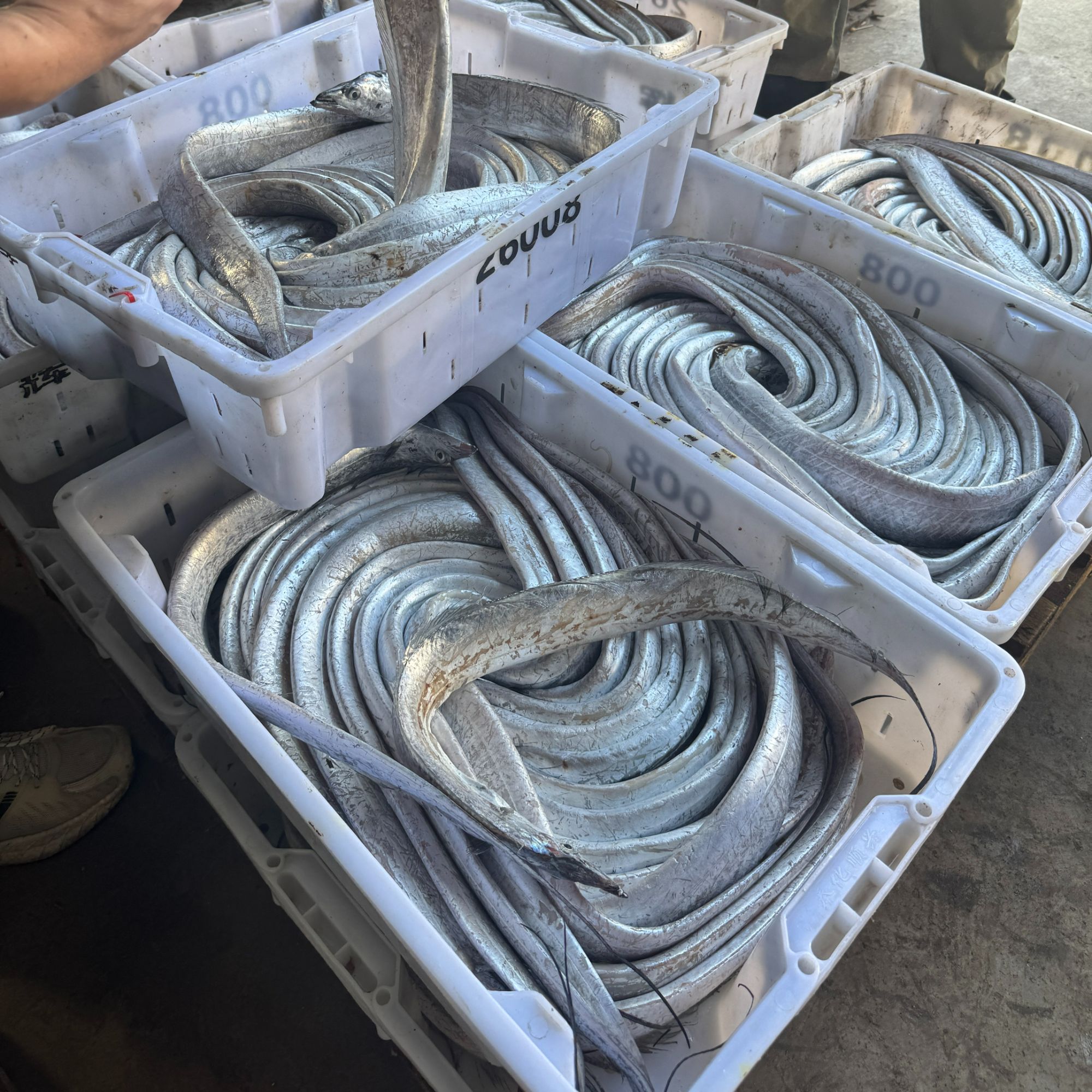 【6-8两】4斤装带鱼深海钓带码头直发新鲜特大带鱼整条发货肉质嫩