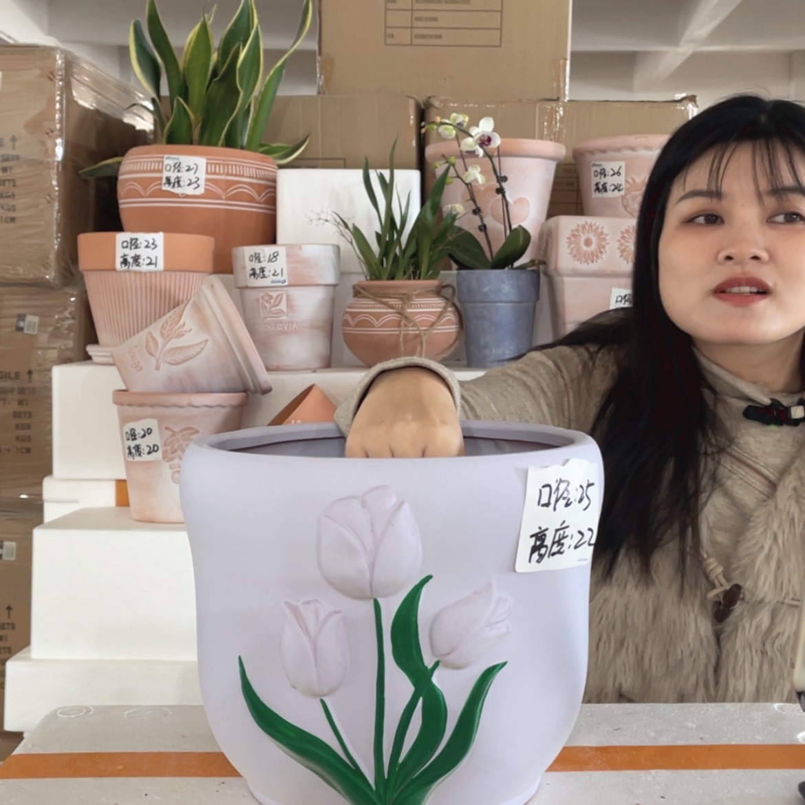 【闪购商品】红陶全紫郁金香25-22两个