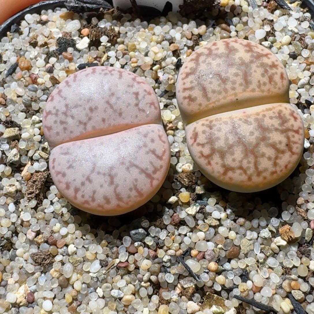 家家户户养屁屁1460