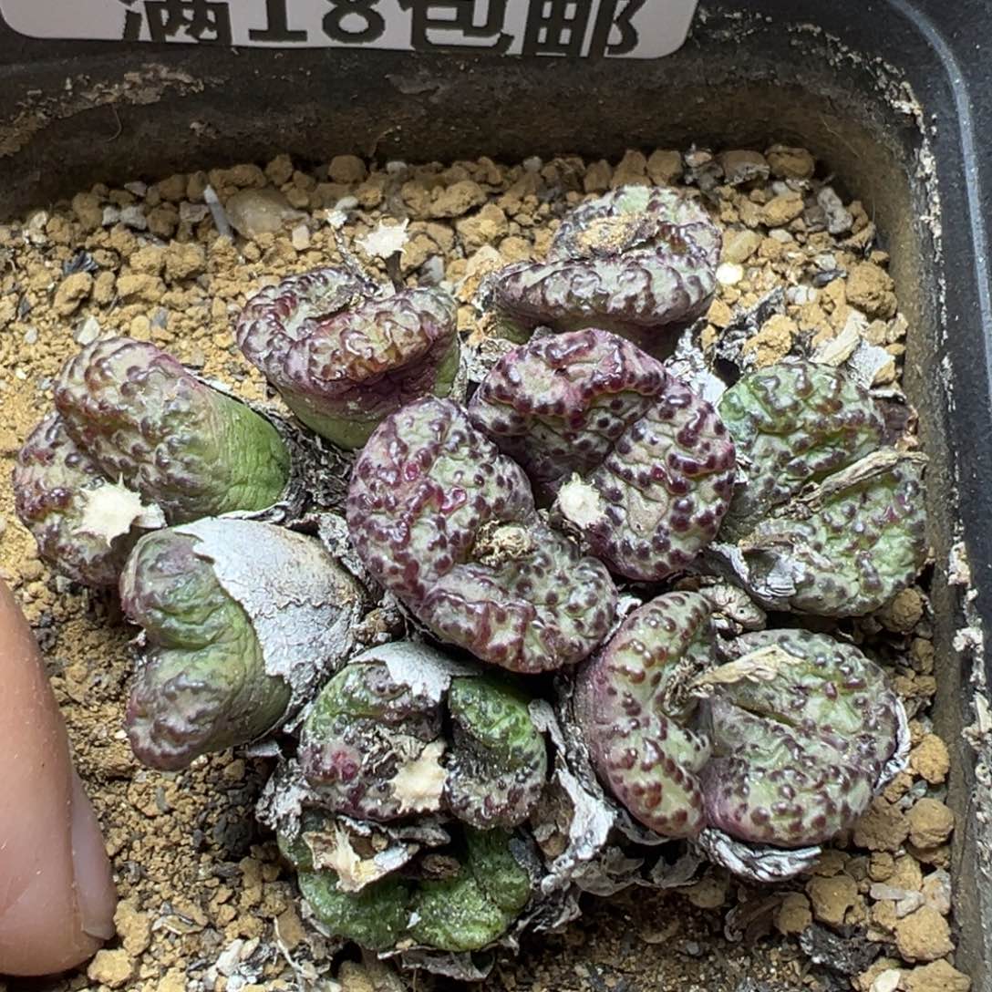 【闪购商品】889……