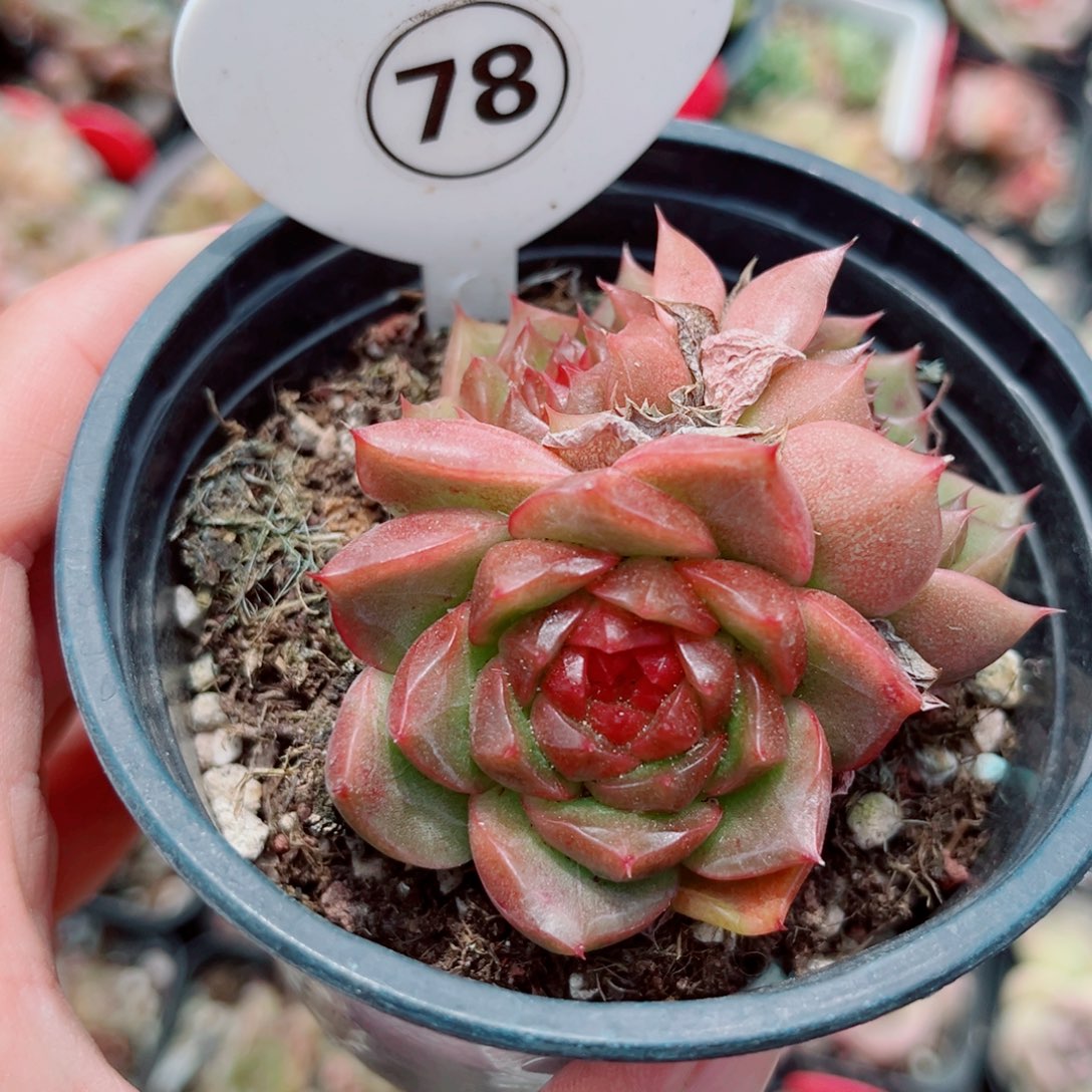 78号小老桩珍妮群