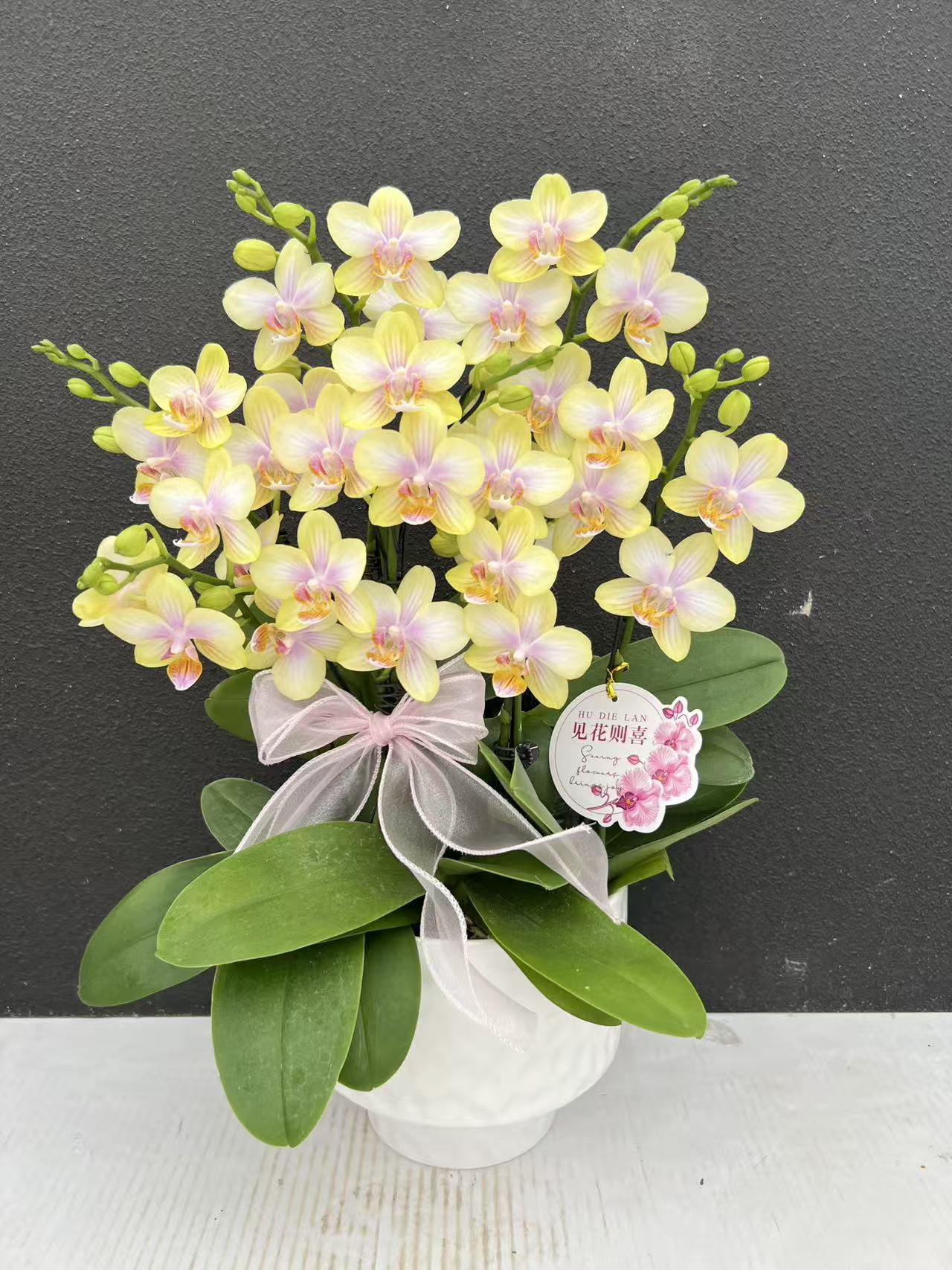 【祥云】 精美艺术组盆蝴蝶兰室内盆栽花卉鲜