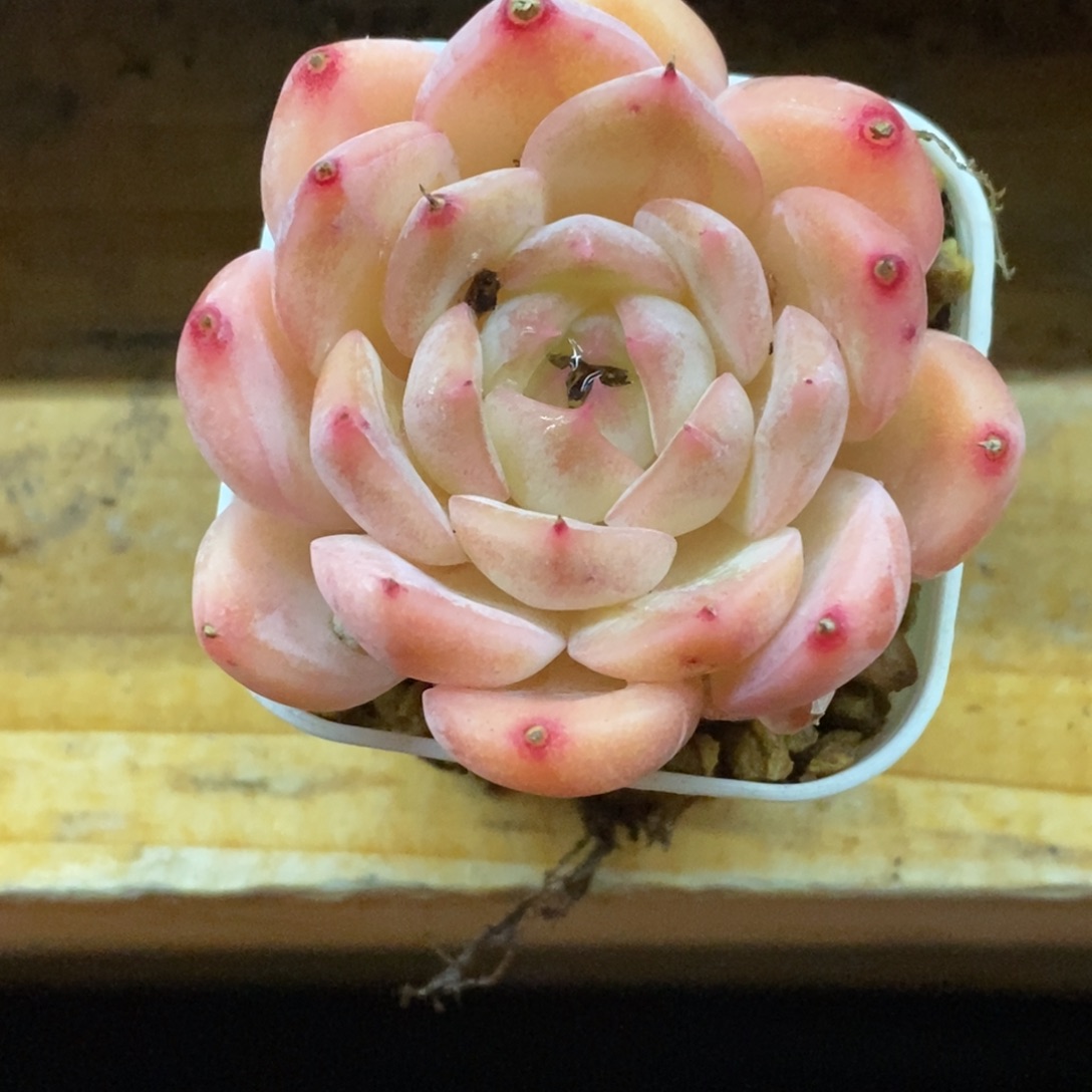 精品多肉一物．．．拍不包整425