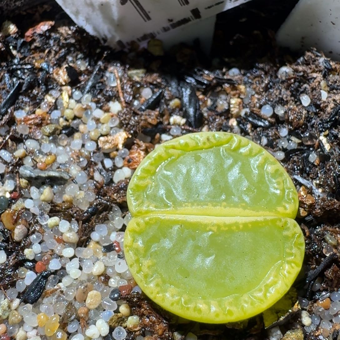 Sss清货便宜出1173