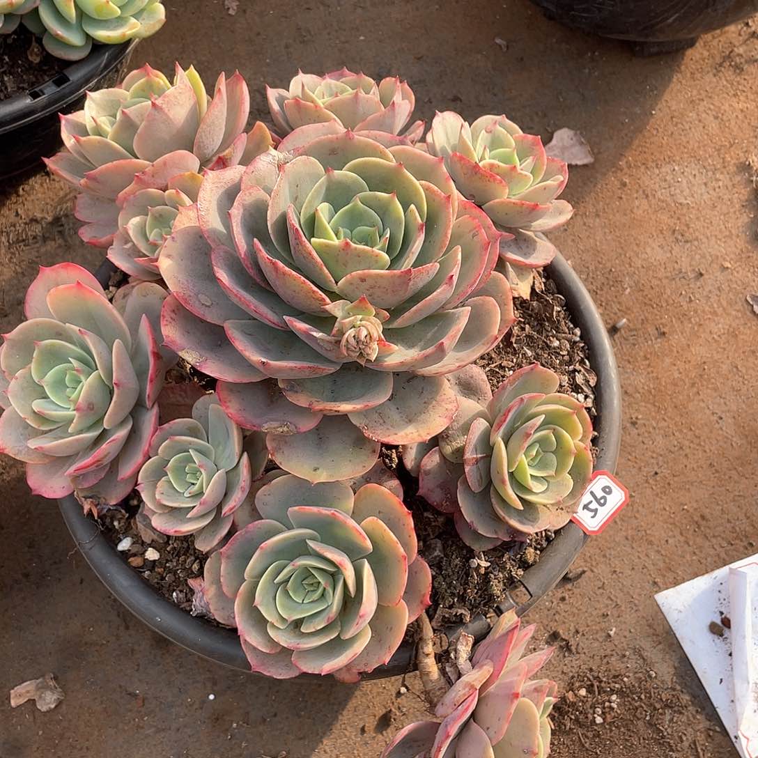 560白雪 一物一拍多肉