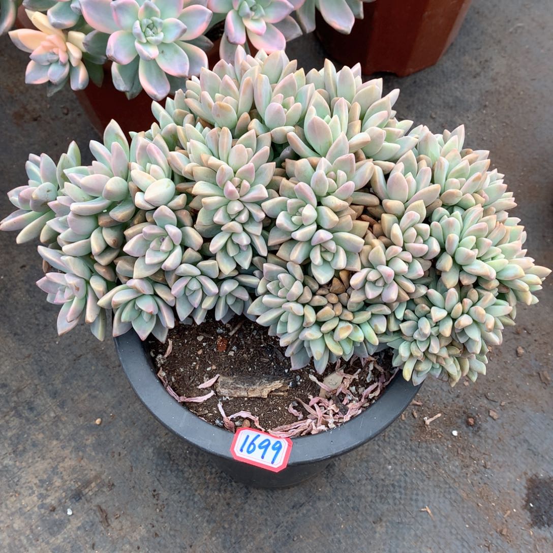 憶*淡雪缀1699晓晓一物一拍