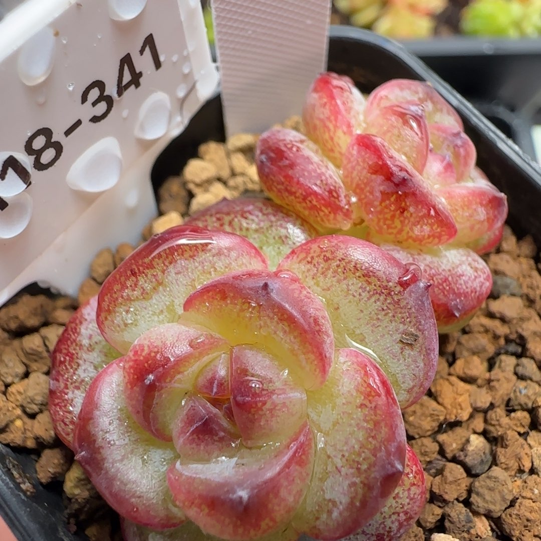 341号哈哈哈哈哈哈