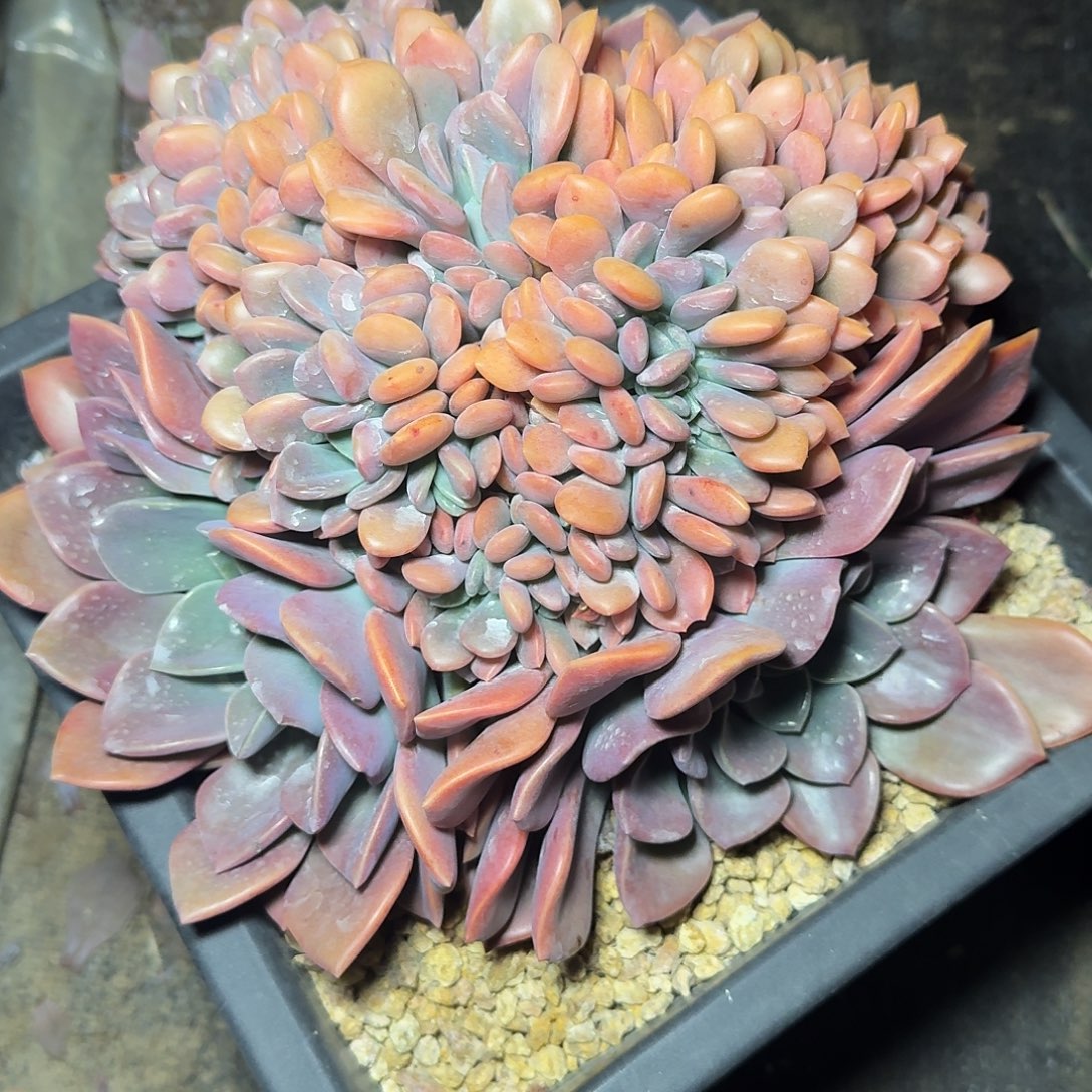 用***7紫云天多肉植物缀化