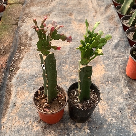 081+082嫁接蟹爪兰：红索+黄索