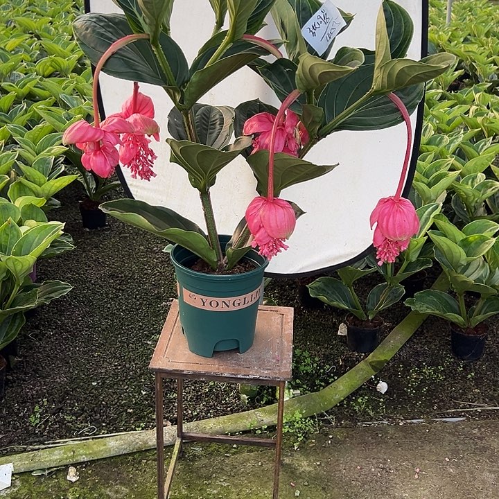 ℳ***¹少量花朵（建议范围：2朵-5朵 或40%以下）