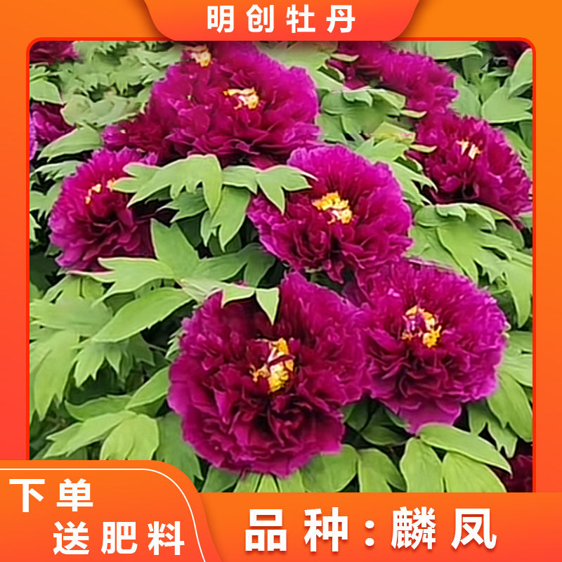 【麟凤】黑色系新品种重瓣观赏老桩牡丹，庭院种植