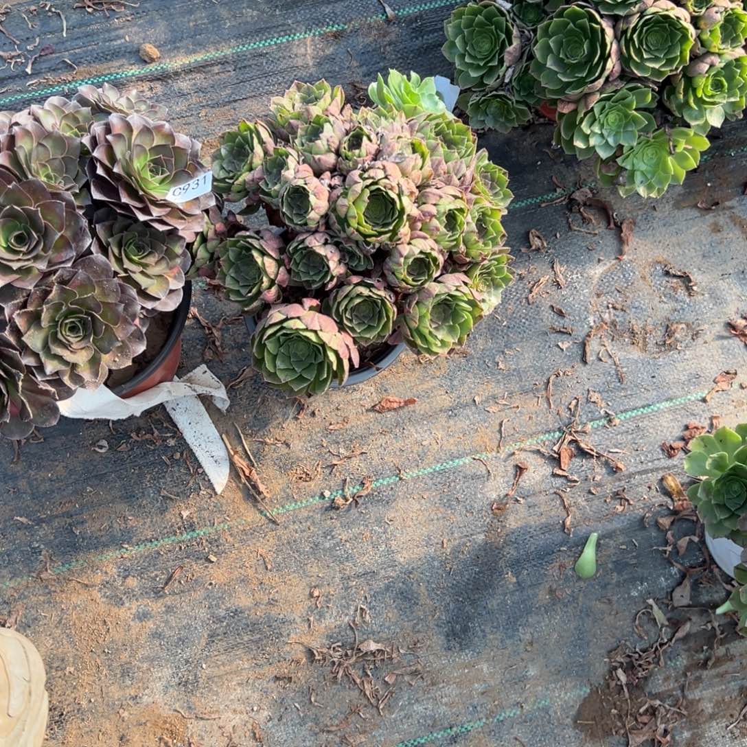 931两颗组合多肉植物