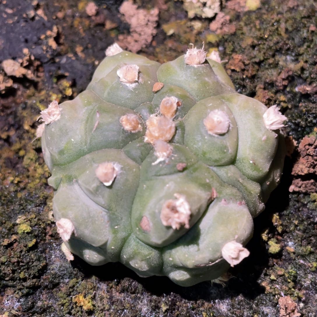 自根龟甲兜 仙人球开花