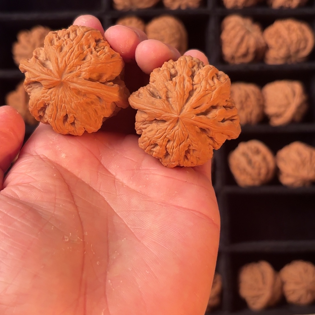 核桃手串/手链555555