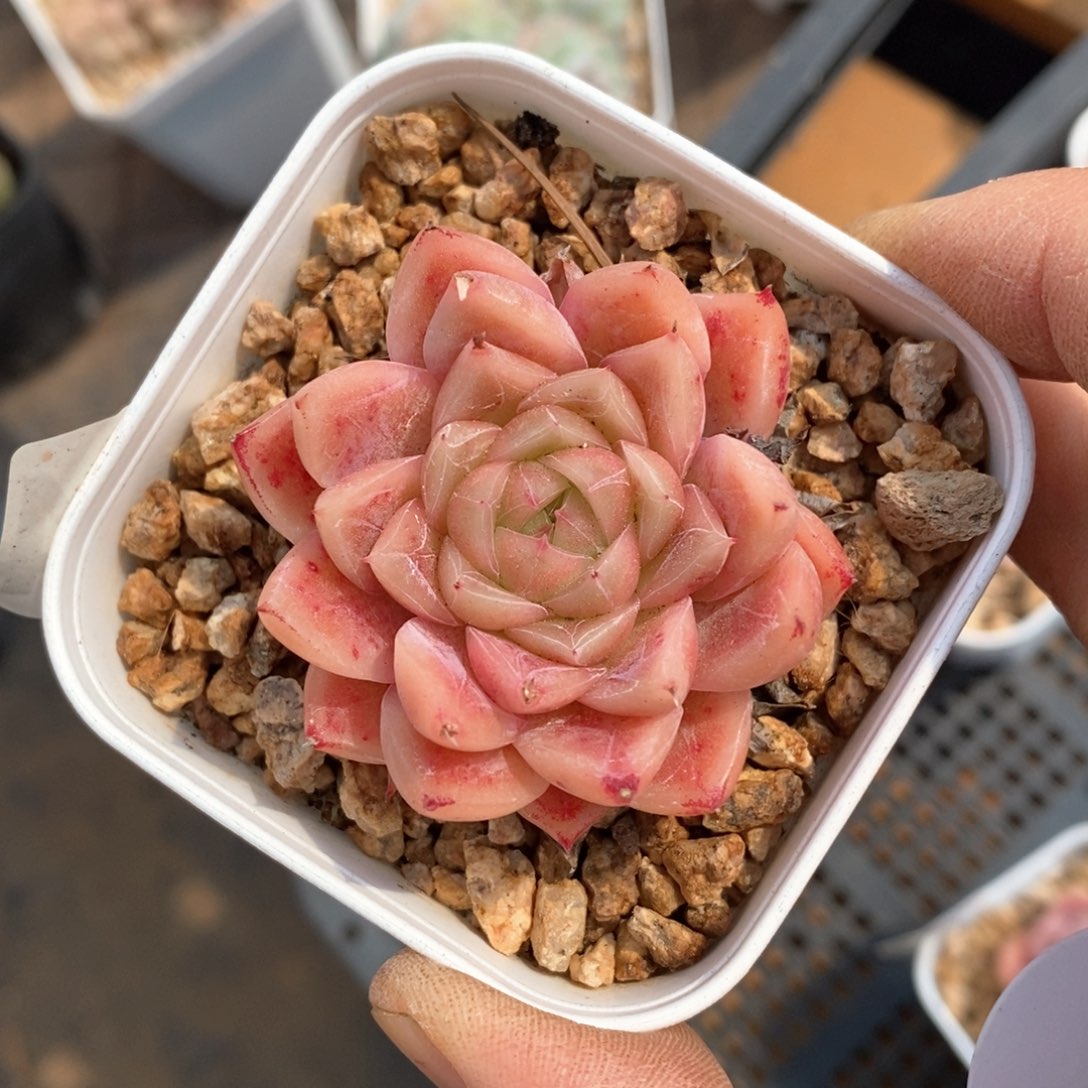 精品多肉一物一拍不包整587