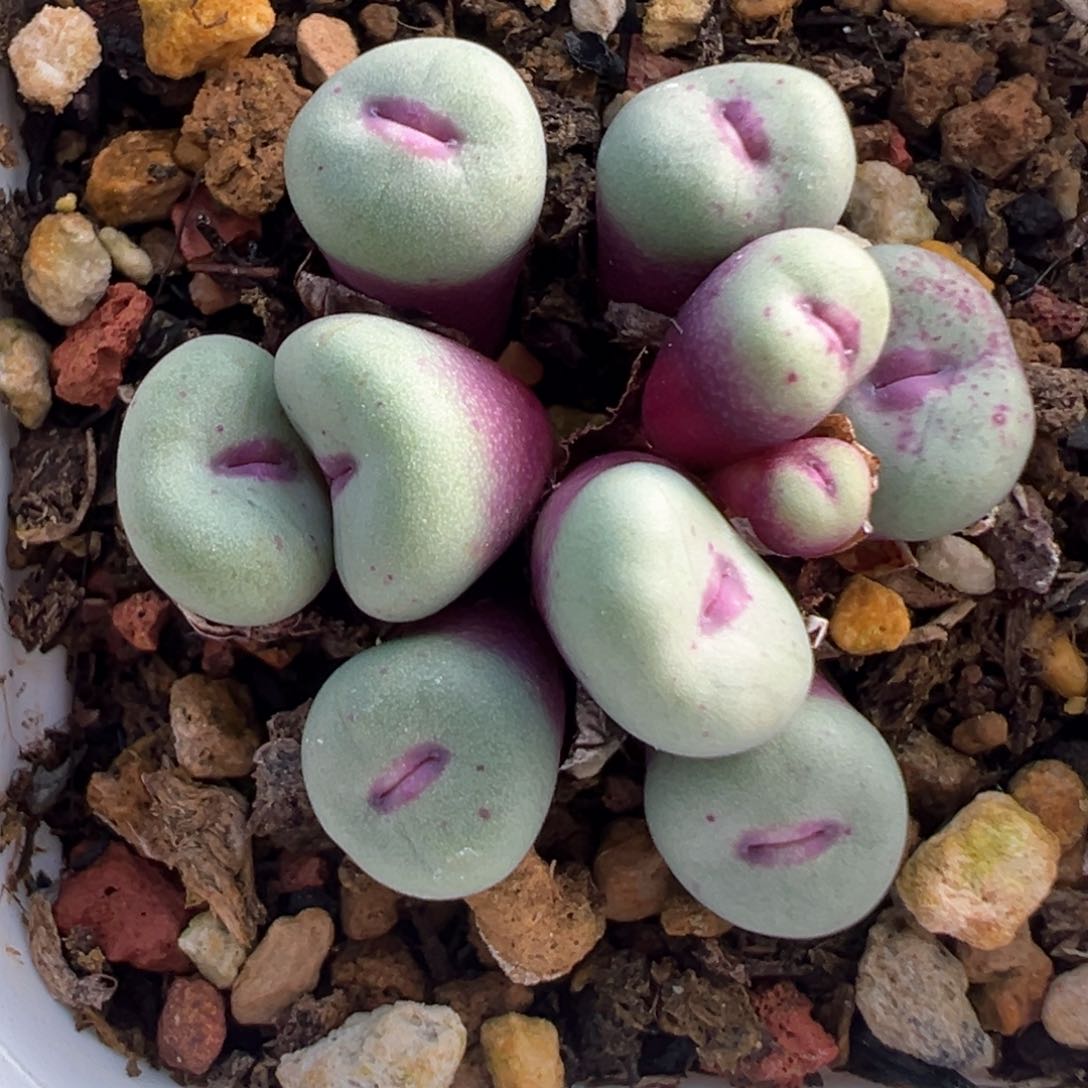 458号开播福利。          