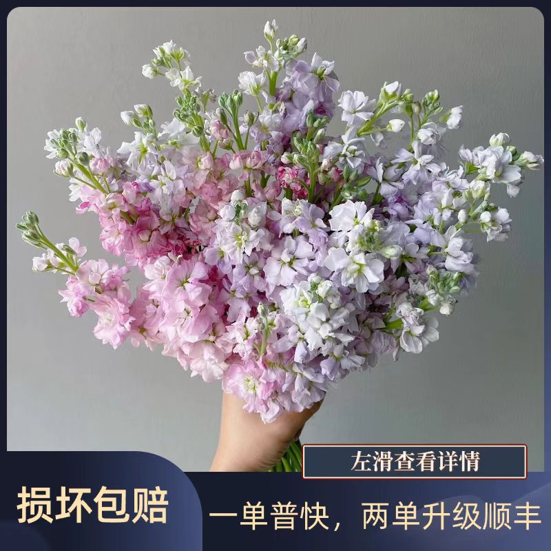 【粉色紫罗兰5枝+紫色紫罗兰5枝】   任意2单升级顺丰冷链