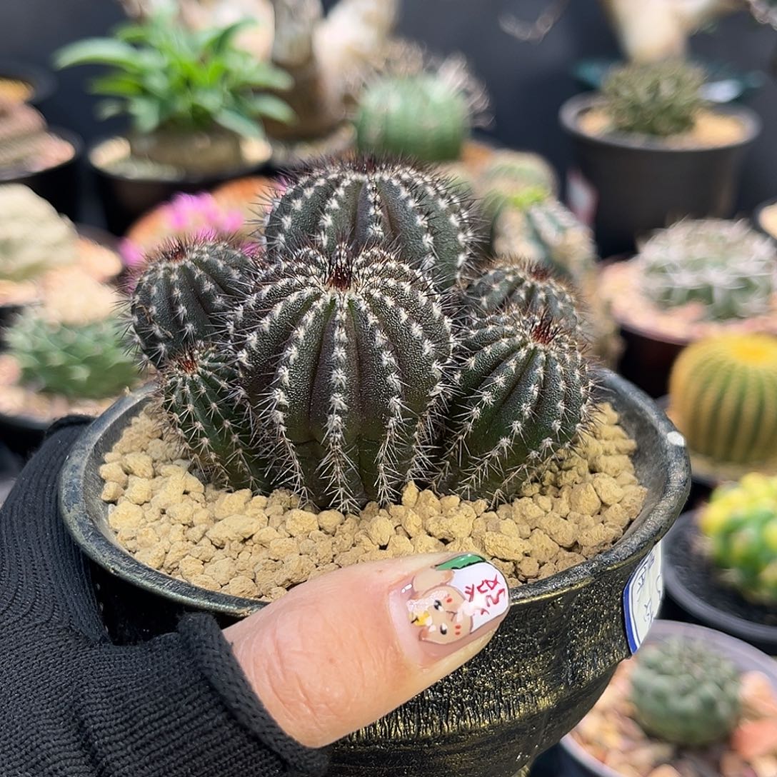 群生尤伯Zzzzzzzzzz