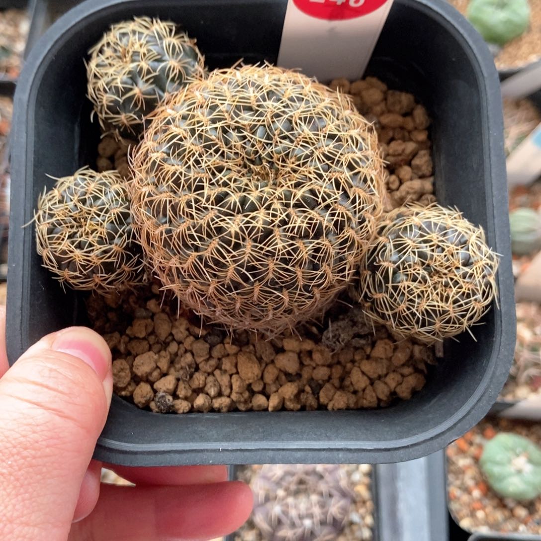 实生沟宝山群一颗仙人球