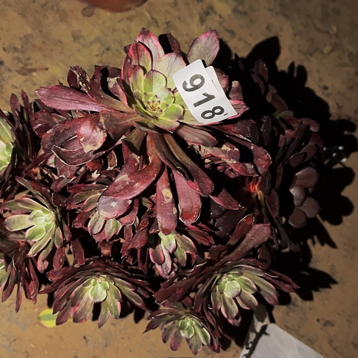 918超墨多肉植物处理不售后