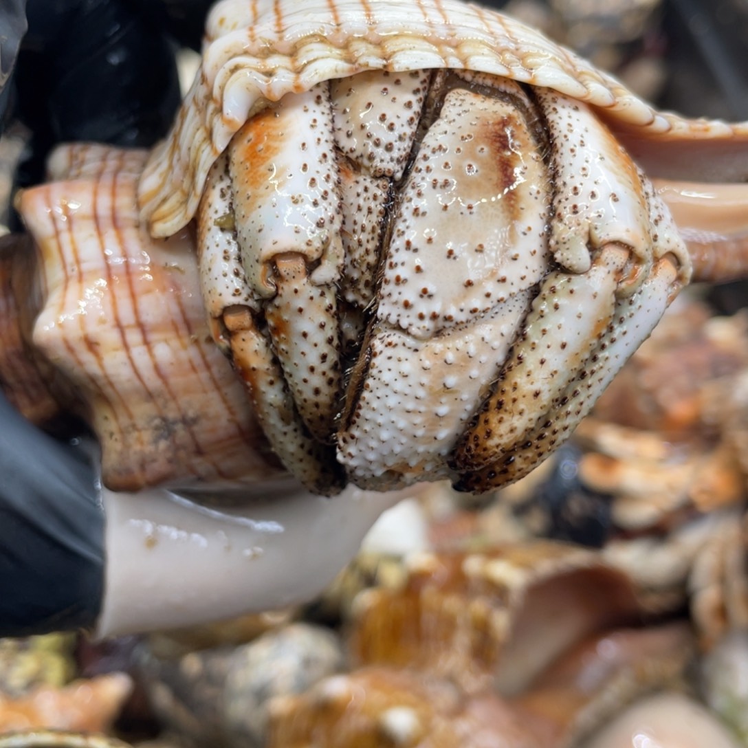 不退不换活体宠物200