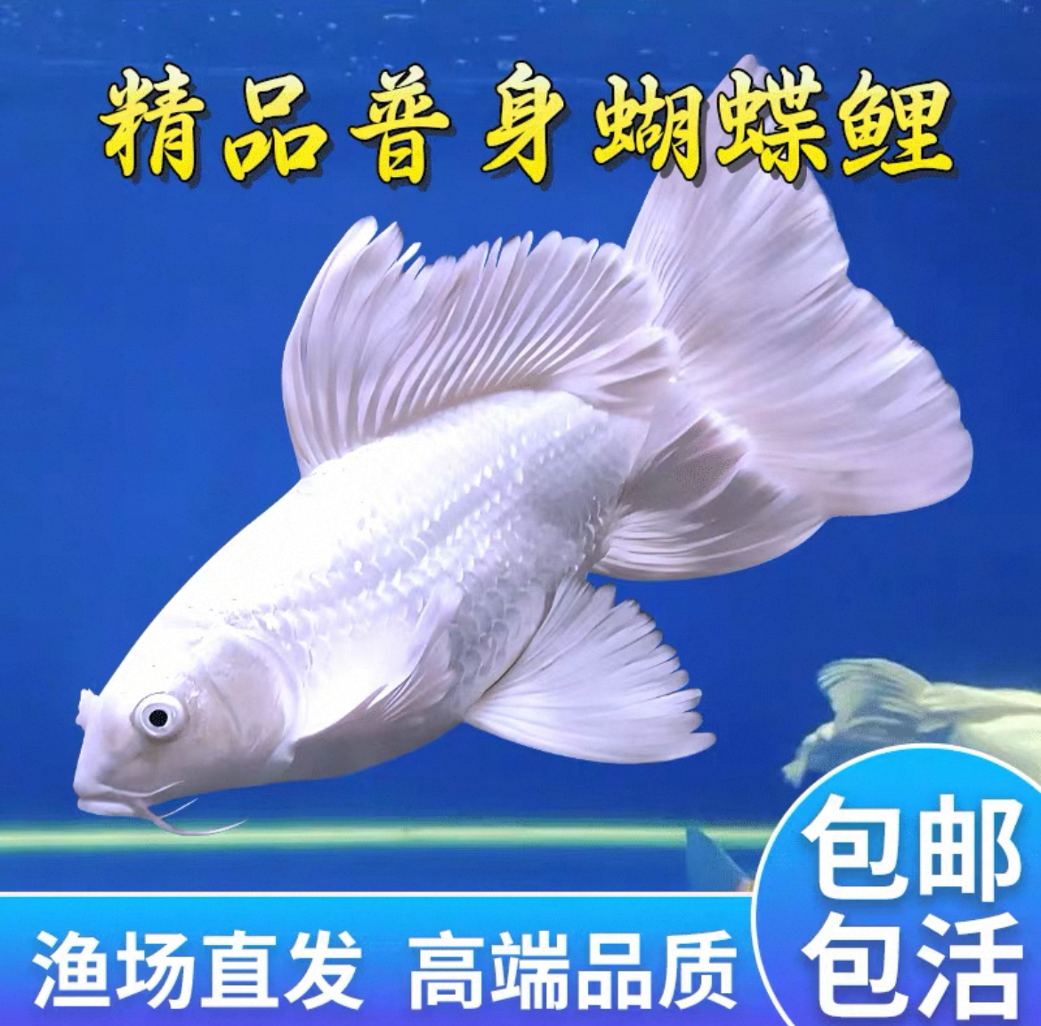 蝴蝶鲤纯种台湾赛级白普身观赏鱼好养耐活【包活】活体发货