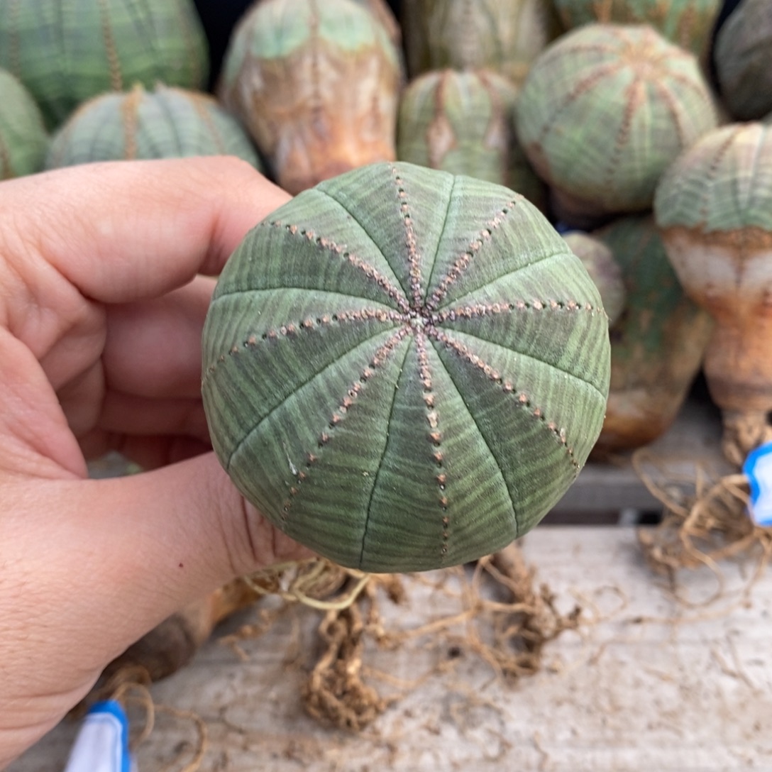 15 欧系实生布纹球多肉植物