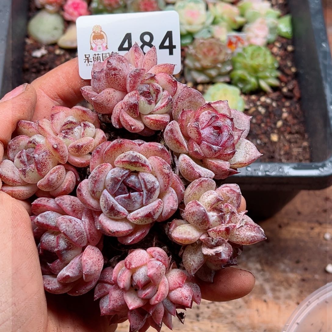 多肉植物多肉植物