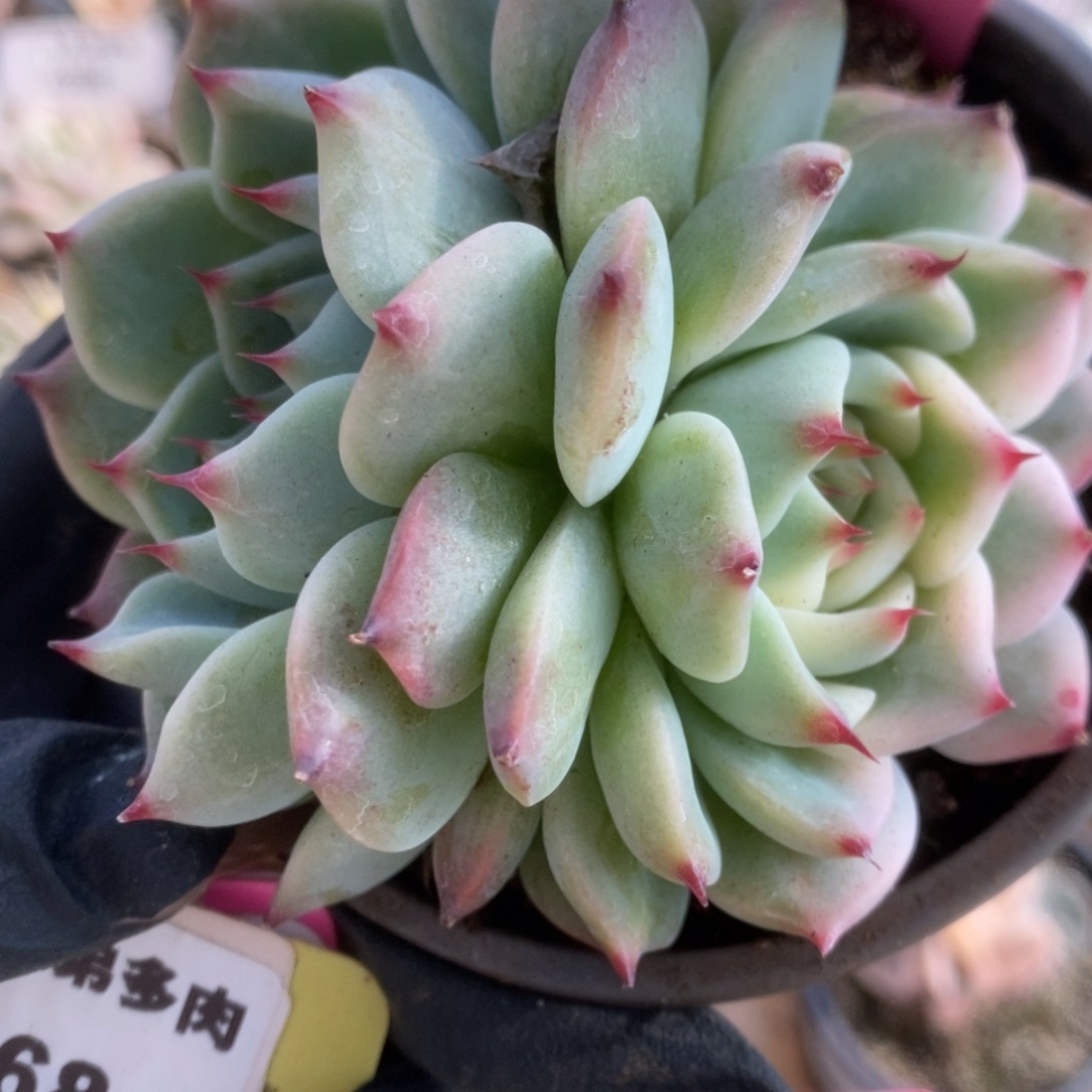 090吉娃娃锦锦锦锦锦锦