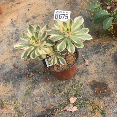 675燕子锦不包断枝