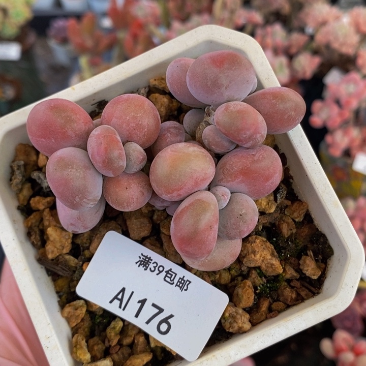 腰子桃蛋6cm176多肉植物