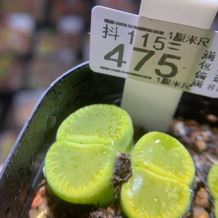 精品生石花115.475